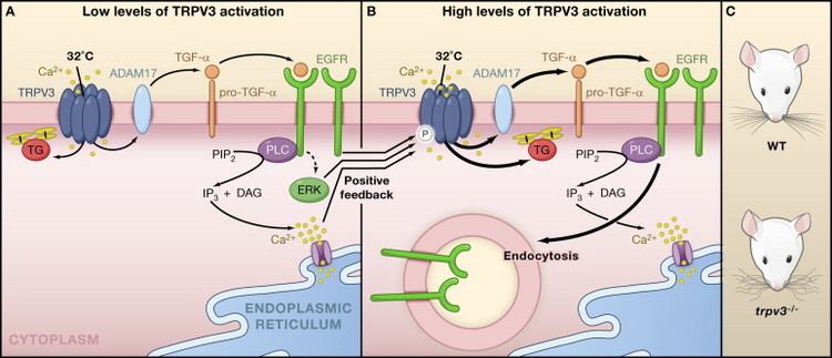 TRPV3 Preventing a Perm with TRPV3 Cell