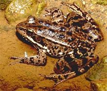 True frog amphibiaweborglistsfaminfoimagesranidaejpg
