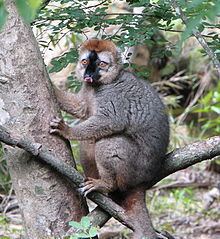 True lemur httpsuploadwikimediaorgwikipediacommonsthu