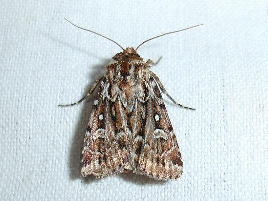 True lover's knot (moth) True Lover39s Knot Lycophotia porphyrea Norfolk Moths The macro