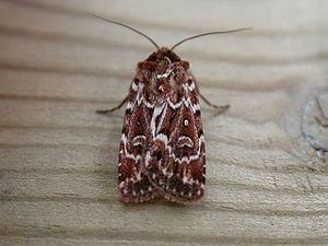 True lover's knot (moth) httpsuploadwikimediaorgwikipediacommonsthu
