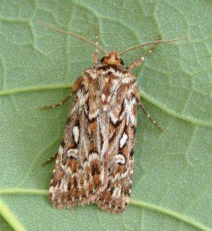 True lover's knot (moth) The Moths of Suffolk 2118 True Lover39s Knot Lycophotia porphyrea