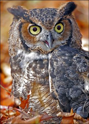 True owl The Great Horned owl Kaieteur News