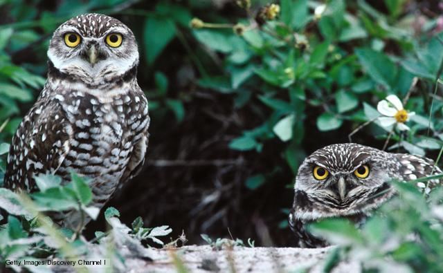 True owl BBC Nature True owls videos news and facts