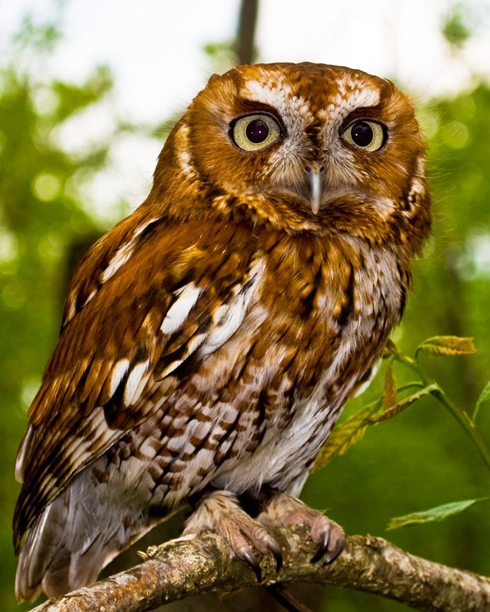True owl Owl Facts