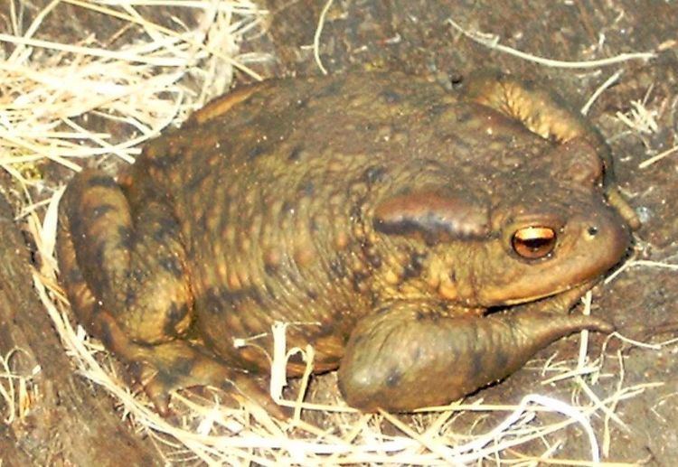 True toad True toad Wikipedia