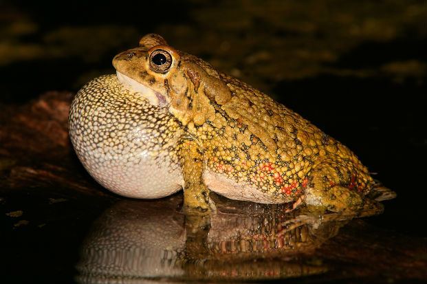 True toad Toad True Fascinating Africa