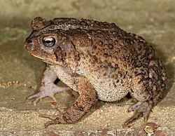 True toad httpsuploadwikimediaorgwikipediacommonsthu