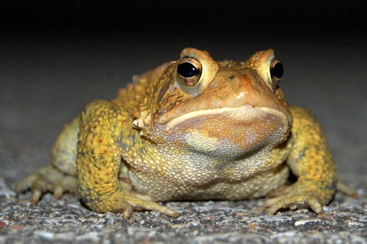 True toad True Toad by Gottheit on DeviantArt