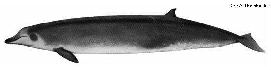 True's beaked whale True39s Beaked Whales Mesoplodon mirus MarineBioorg