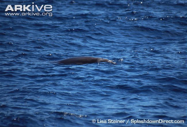 True's beaked whale True39s beaked whale videos photos and facts Mesoplodon mirus ARKive