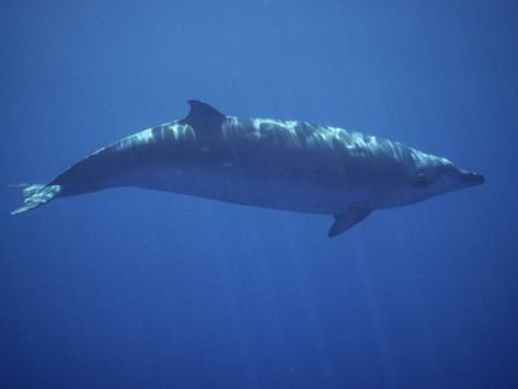 True's beaked whale True Beaked Whale The Hunchblog of Notre Dame