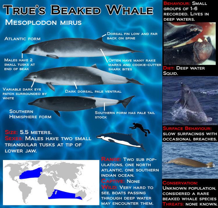 True's beaked whale True39s Beaked Whale by ShadowandFlame86 on DeviantArt