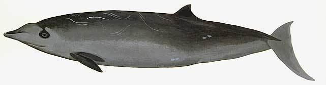 True's beaked whale The Beaked Whale Resource Trues Beaked Whale