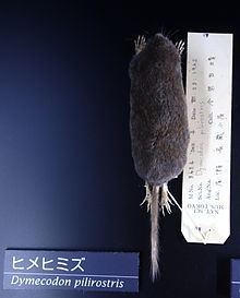 True's shrew mole httpsuploadwikimediaorgwikipediacommonsthu