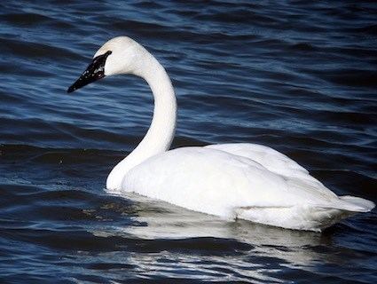 Trumpeter swan Trumpeter Swan Identification All About Birds Cornell Lab of