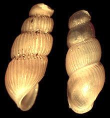 Truncatella (gastropod) httpsuploadwikimediaorgwikipediacommonsthu