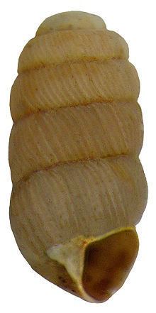 Truncatellina cylindrica httpsuploadwikimediaorgwikipediacommonsthu
