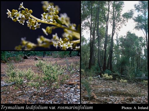 Trymalium Trymalium ledifolium var rosmarinifolium Steud Benth FloraBase