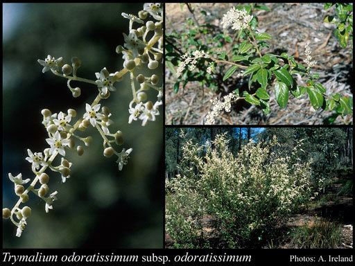 Trymalium Trymalium odoratissimum Lindl subsp odoratissimum FloraBase
