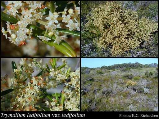 Trymalium Trymalium ledifolium Fenzl var ledifolium FloraBase Flora of