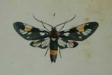Trypanophora semihyalina httpsuploadwikimediaorgwikipediacommonsthu