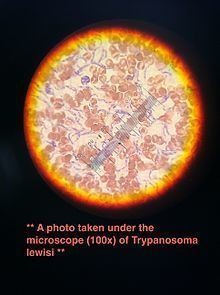 Trypanosoma lewisi httpsuploadwikimediaorgwikipediacommonsthu