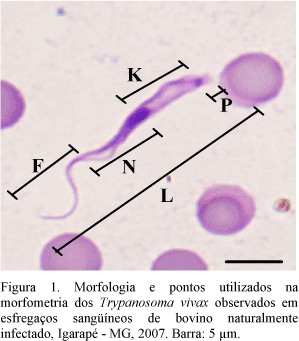 Trypanosoma vivax wwwscielobrimgrevistasabmvzv60n337f1gif