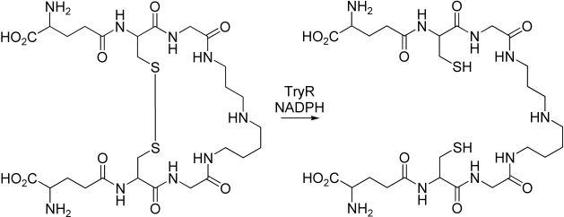 Trypanothione Reaction carried out by trypanothione reductase TryR Figure 1 of 6