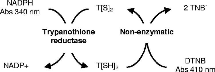 Trypanothione Trypanothione Reductase HighThroughput Screening Campaign