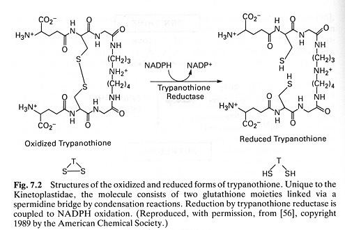 Trypanothione Genetic approach