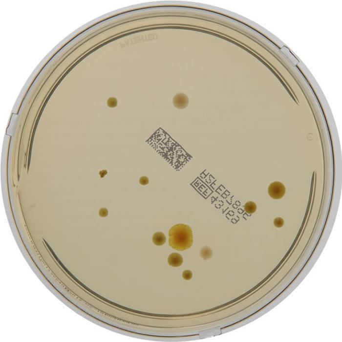 Trypticase soy agar bioMrieux Culture Media product Trypcase Soy Agar TSA