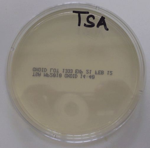 Trypticase soy agar Trypticase Soy Agar TSA General purpose Bacteria Pinterest