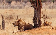 Tsavo lion httpsuploadwikimediaorgwikipediacommonsthu