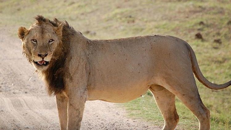 Tsavo lion Here39s Part of the Reason Why These Male Lions Are Maneless