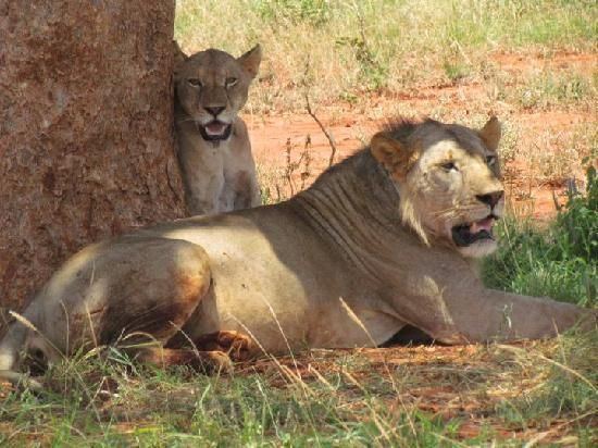 Tsavo lion Tsavo Lion Panthera leo nubica Felidae Taxonomy Pinterest