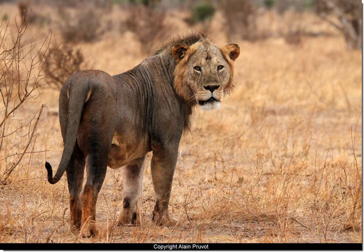 Tsavo lion A Tale of the Tallest Order the Mystery Behind the Tsavo ManEaters