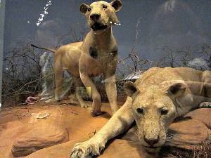 Tsavo Man-Eaters The strange history of the maneating lions of Tsavo MNN Mother