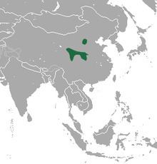 Tsing-ling pika httpsuploadwikimediaorgwikipediacommonsthu