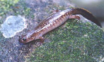 Tsushima salamander wwwhkrnejprieokunsaramandsansyouotusima4jpg