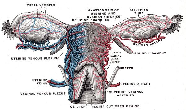 Tubal branch of uterine artery