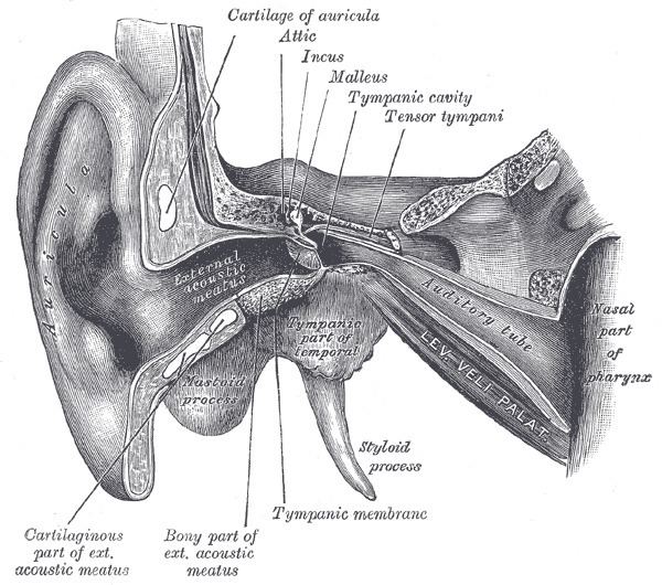 Tubal tonsil