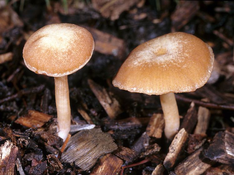 Tubaria California Fungi Tubaria furfuracea