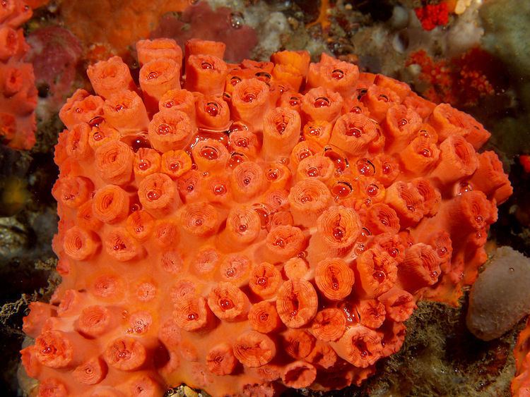 Tubastraea FileTubastraea faulkneri Cup corals during the dayjpg