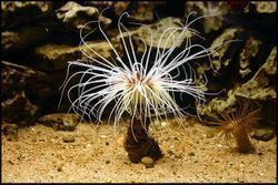 Tube-dwelling anemone httpsuploadwikimediaorgwikipediacommonsthu
