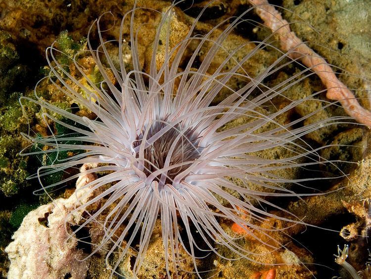 Tube-dwelling anemone FileCerianthidae Tubedwelling anemonejpg Wikimedia Commons