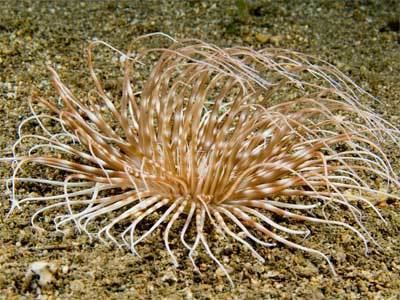 Tube-dwelling anemone Banded Tube Anemone Pachycerianthus maua Sea Anemone Guide