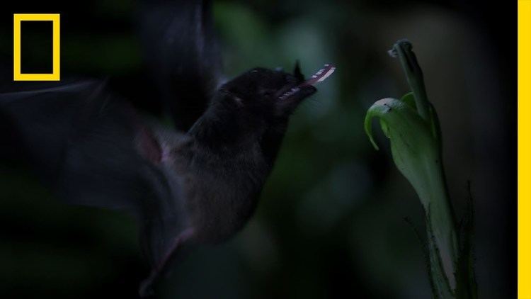 Tube-lipped nectar bat TubeLipped Nectar Bat Untamed Americas YouTube
