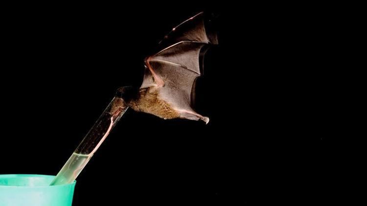 Tube-lipped nectar bat TubeLipped Nectar Bat