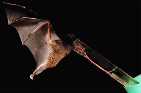 Tube-lipped nectar bat Bat found to have longest licker Technology amp science Science